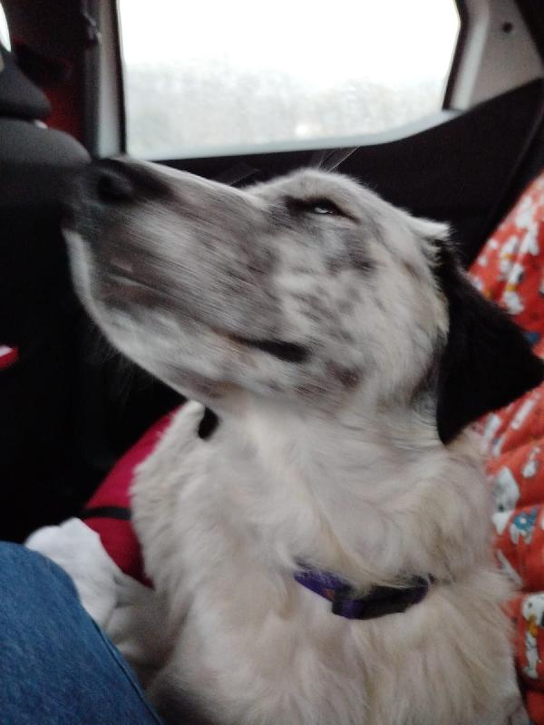 “Simone cerca casa: un cuore grande in un corpo piccolo” Foto 2